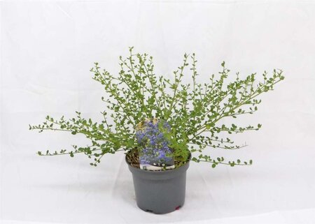 Ceanothus impressus 'Victoria' 30-40 cm cont. 3,0L - afbeelding 3