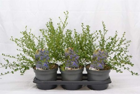 Ceanothus impressus 'Victoria' 30-40 cm cont. 3,0L - afbeelding 4