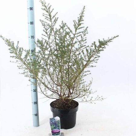 Ceanothus 'Julia Phelps' 30-40 cm cont. 5,0L - afbeelding 2