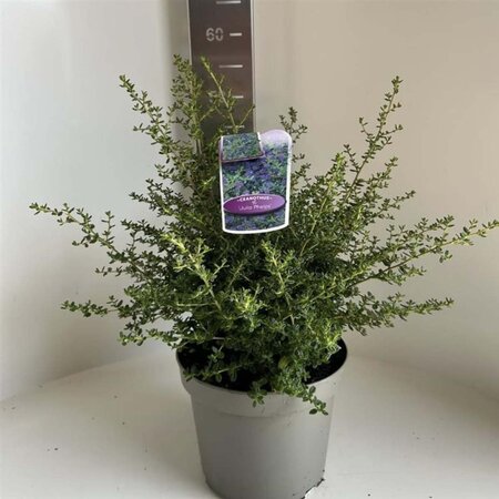 Ceanothus 'Julia Phelps' 30-40 cm cont. 5,0L - afbeelding 4