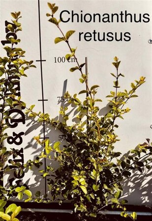 Chionanthus retusus 60-80 cm met kluit