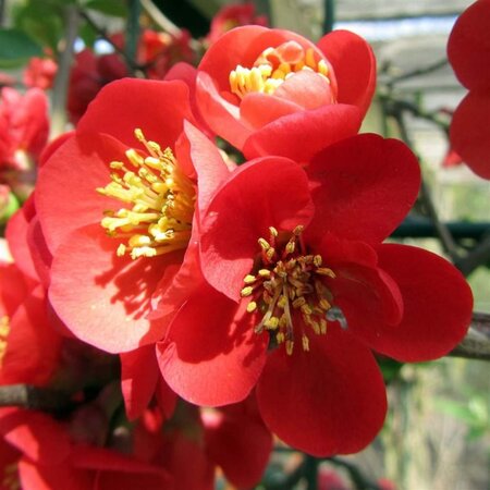 Chaenomeles sup. 'Nicoline' 60-80 cm cont. 7,5L - afbeelding 3