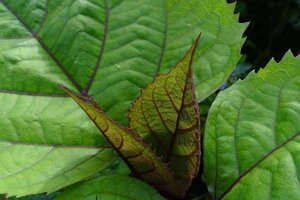 Clerodendrum bungei 40-60 cm cont. 3,0L - afbeelding 4