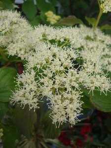 Cornus alternifolia 'Argentea' 60-80 cm met kluit - afbeelding 1