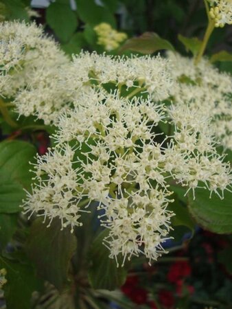 Cornus alternifolia 'Argentea' 80-100 cm met kluit - afbeelding 1