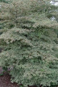 Cornus alternifolia 'Argentea' 80-100 cm met kluit - afbeelding 2