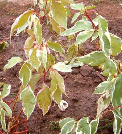 Cornus alba 'Elegantissima' 60-100 cm cont. 3,0L - afbeelding 1