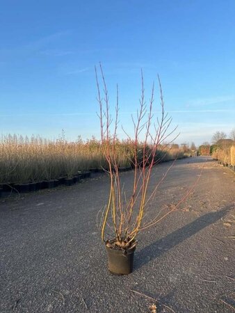 Cornus alba 'Elegantissima' 80-100 cm cont. 7,5L - afbeelding 2