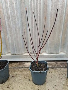 Cornus alba 'Kesselringii' 40-60 cm cont. 2,0L - afbeelding 3