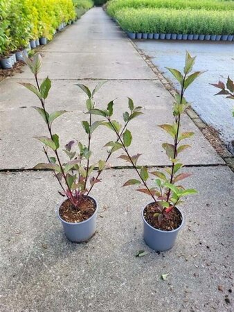 Cornus alba 'Kesselringii' 40-60 cm cont. 2,0L - afbeelding 5