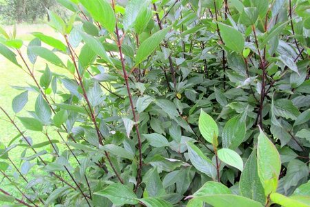 Cornus alba 'Kesselringii' 60-100 cm cont. 3,0L - afbeelding 1