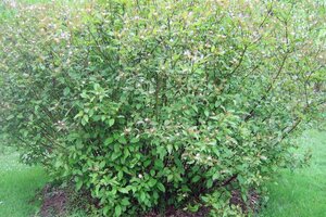 Cornus alba 'Kesselringii' 60-100 cm cont. 3,0L - afbeelding 2