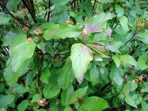 Cornus alba 'Kesselringii' 60-100 cm cont. 3,0L - afbeelding 3