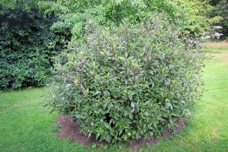 Cornus alba 'Kesselringii' 60-100 cm cont. 3,0L - afbeelding 6