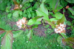 Cornus alba 'Kesselringii' 60-100 cm cont. 3,0L - afbeelding 7