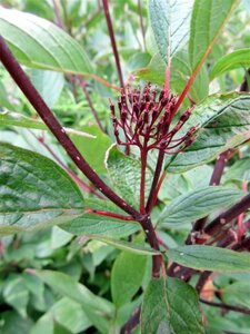 Cornus alba 'Kesselringii' 60-100 cm cont. 3,0L - afbeelding 9