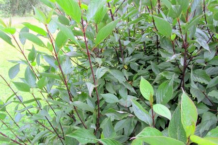 Cornus alba 'Kesselringii' 60-100 cm wortelgoed struik - afbeelding 5