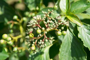 Cornus alternifolia 150-175 cm met kluit struik - afbeelding 1