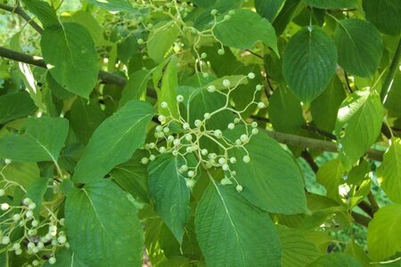 Cornus alternifolia 150-175 cm met kluit struik - afbeelding 11