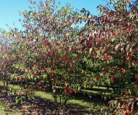 Cornus alternifolia 150-175 cm met kluit struik - afbeelding 10