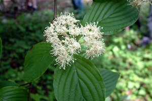 Cornus alternifolia 150-175 cm met kluit struik - afbeelding 7