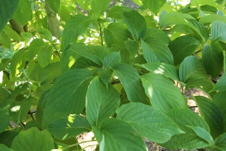 Cornus alternifolia 150-175 cm met kluit struik - afbeelding 5