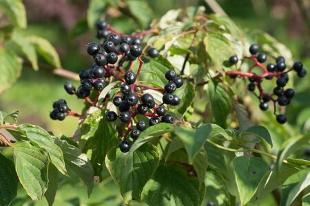 Cornus alternifolia 150-175 cm met kluit struik - afbeelding 3