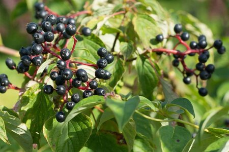 Cornus alternifolia 150-175 cm met kluit struik - afbeelding 2