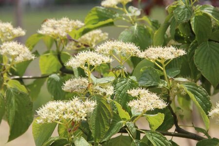 Cornus alternifolia 150-175 cm met kluit struik - afbeelding 13