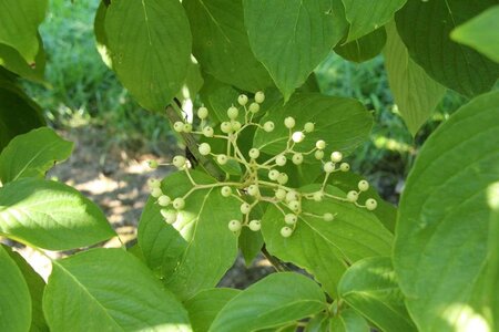 Cornus alternifolia 200-250 cm met kluit struik - afbeelding 9