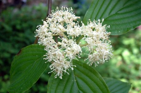 Cornus alternifolia 200-250 cm met kluit struik - afbeelding 8