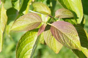 Cornus alternifolia 200-250 cm met kluit struik - afbeelding 4