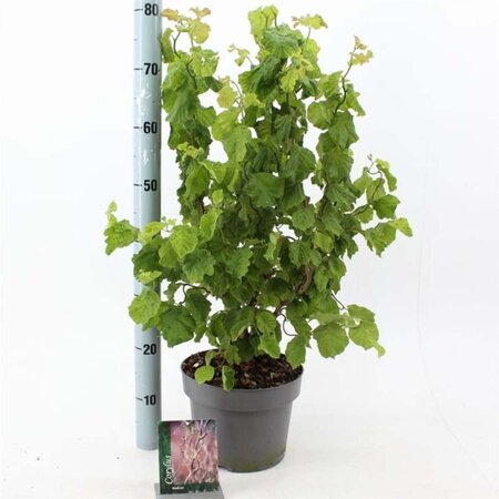 Corylus a. Medusa 60-70 cm cont. 5,0L - afbeelding 1