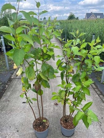 Cornus alba 'Sibirica' 100-125 cm cont. 5,0L - afbeelding 3