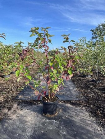 Cornus alba 'Sibirica' 100-125 cm cont. 7,5L