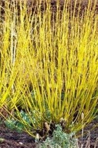 Cornus Aurora (Rutban) 125-150 cm met kluit struik