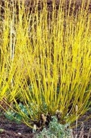 Cornus Aurora (Rutban) 175-200 cm met kluit struik