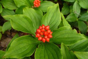 Cornus canadensis geen maat specificatie P10,5cm - afbeelding 1