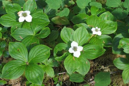 Cornus canadensis geen maat specificatie P10,5cm - afbeelding 4