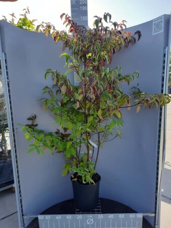 Cornus controversa 125-150 cm cont. 18L - afbeelding 2