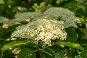 Cornus controversa 125-150 cm met kluit struik - afbeelding 11