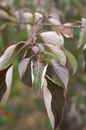 Cornus controversa 150-175 cm met kluit struik - afbeelding 1