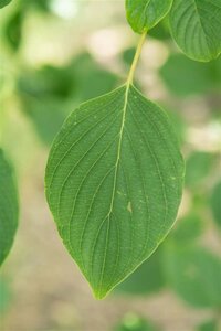 Cornus controversa 150-175 cm met kluit struik - afbeelding 13