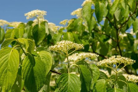 Cornus controversa 150-175 cm met kluit struik - afbeelding 14