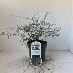 Corokia cotoneaster 40-50 cm cont. 2,0L