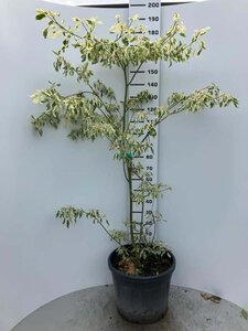 Cornus controversa 'Variegata' 175-200 cm cont. 70L - afbeelding 1