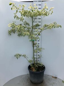 Cornus controversa 'Variegata' 175-200 cm cont. 70L - afbeelding 2