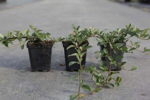 Cotoneaster dammeri geen maat specificatie 0,55L/P9cm - afbeelding 6