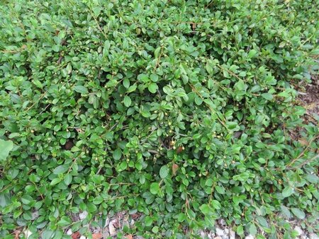 Cotoneaster dammeri geen maat specificatie 0,55L/P9cm - afbeelding 5