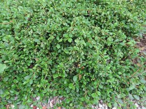 Cotoneaster dammeri geen maat specificatie 0,55L/P9cm - afbeelding 5